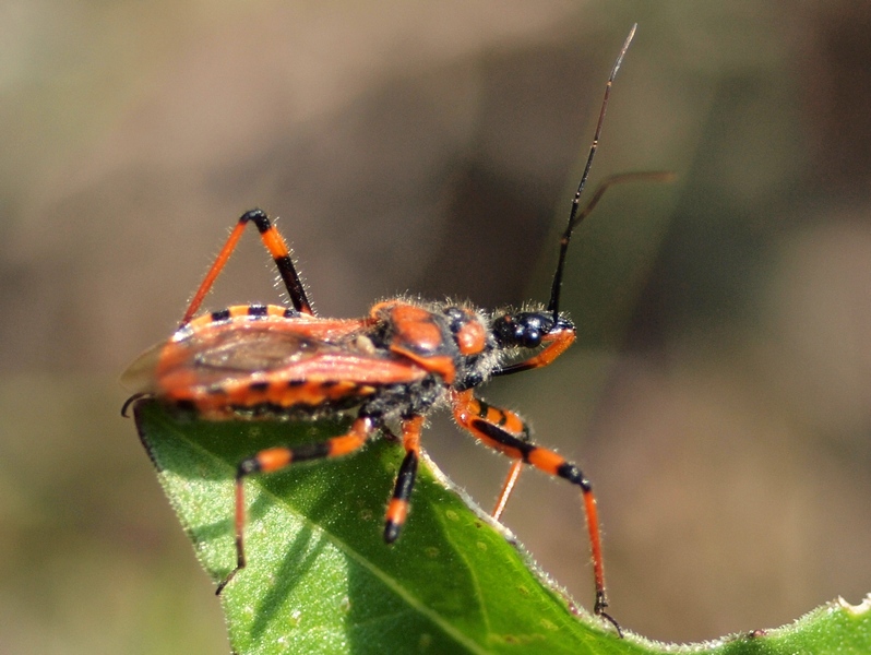 Reduviidae: Rhynocoris cf rubricus del Veneto (TV)